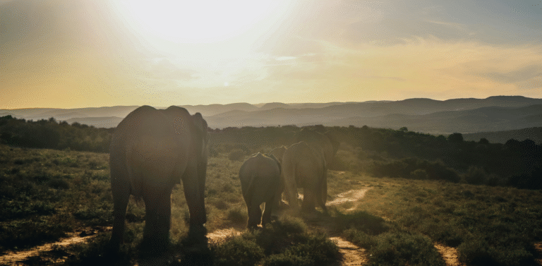 Addo Elephant National Park; One of Port Elizabeth biggest tourist attraction
