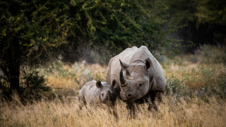 Kruger National Park remains one of the most important ecotourism hubs