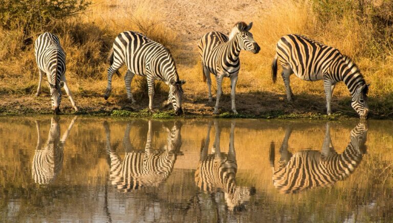 Zebras drinking from a pond in a South African game reserve